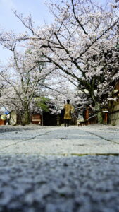 2023年4月　天孫神社桜祭り